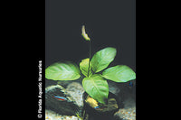 Anubias Nana Potted
