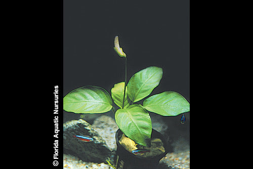 Anubias Nana Potted