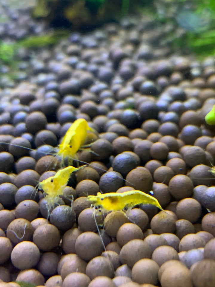 Gold Fire Shrimp