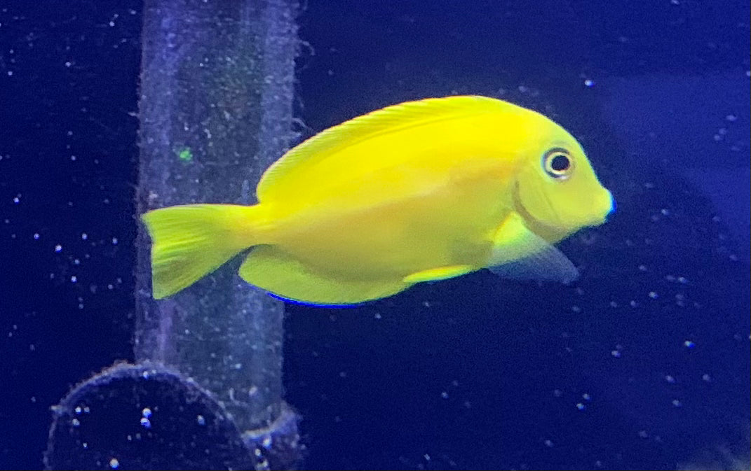 Orange Shoulder  Tang - Juvenile