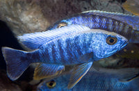 Electric Blue Ahli Cichlid