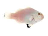 Platinum Storm Ocellaris Clownfish