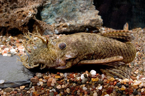 Bristlenose Pleco Medium