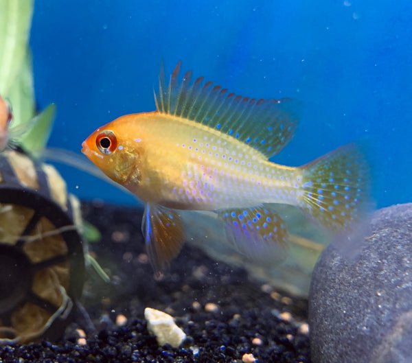 German Gold Ram