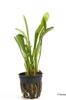 Dwarf Sagittaria Potted