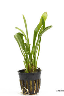 Dwarf Sagittaria Potted