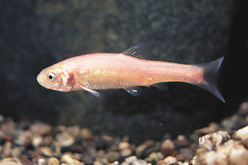 Rosy Red Minnow