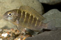 Moliro Red Band Troph Moorii Cichlid