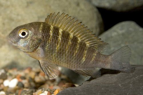 Moliro Red Band Troph Moorii Cichlid