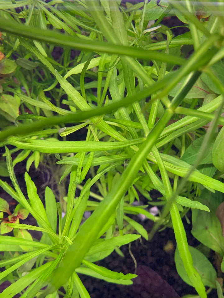 Pogostemon Stellatus 'Octopus' Plant Bunched