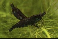 Black Carbon Shrimp