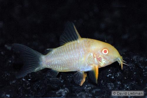 Albino Sterbai Corydoras