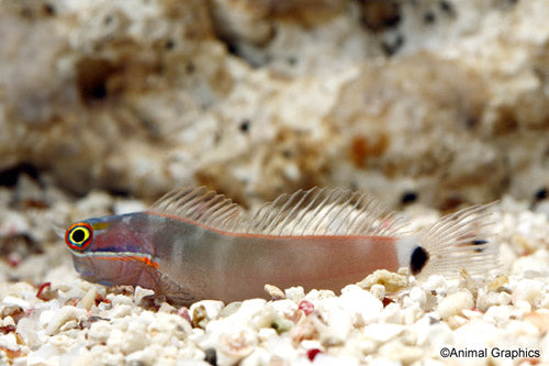 Tail Spot Blenny