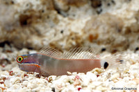 Tail Spot Blenny