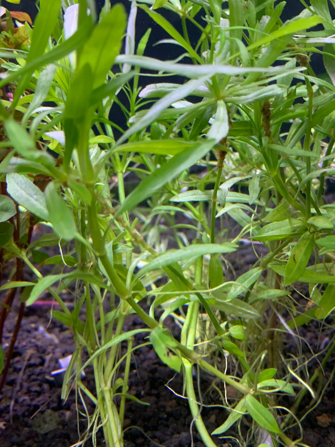 Pogostemon Stellatus 'Octopus' Plant Bunched