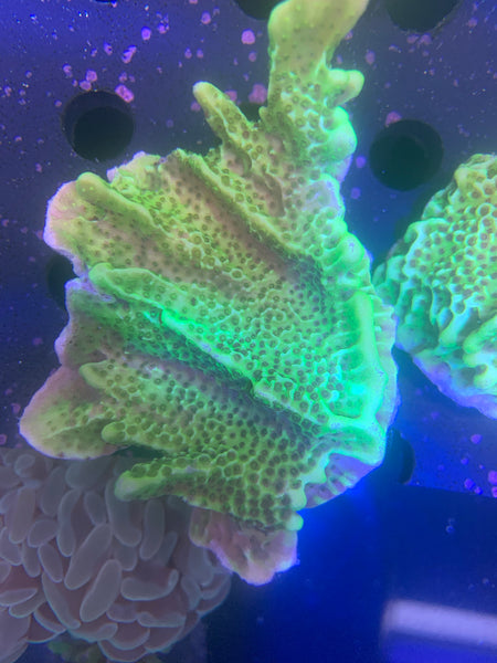 Neon Spongodes Montipora RLA-CT-3