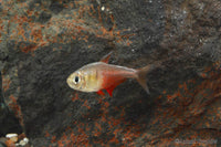 Von Rio Flame Tetra