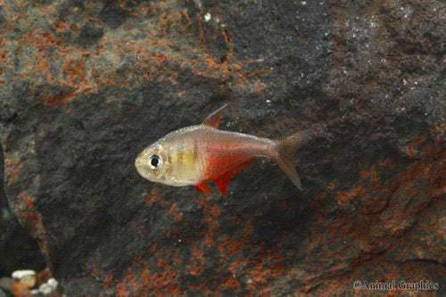 Von Rio Flame Tetra