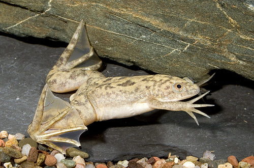 Grey African Clawed Frog (Special Order)