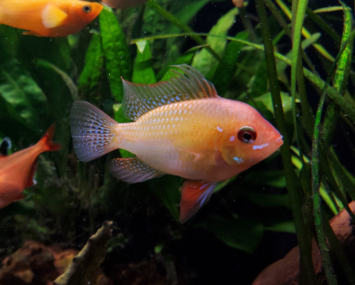 Gold Ram Cichlid