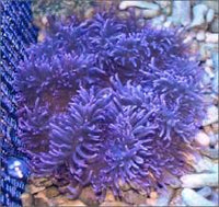 Purple Sebae Anemone (Heteractis crispa)