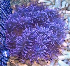 Purple Sebae Anemone (Heteractis crispa)