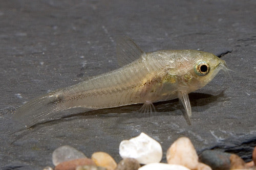 Pygmy Cory