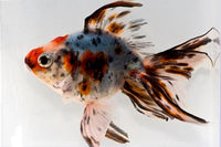 Calico Ryukin Goldfish