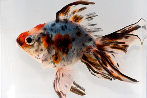 Calico Ryukin Goldfish