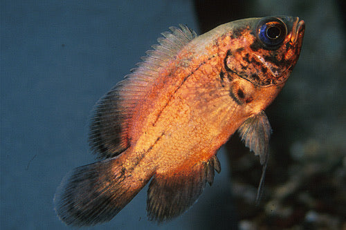 Red Oscar