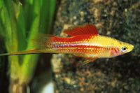 Pineapple Candy Swordtail