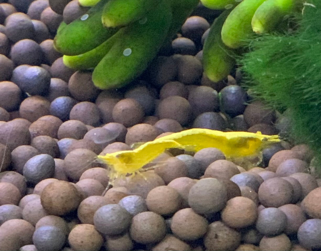 Gold Fire Shrimp