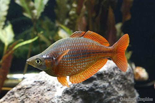 Dorityi Rainbowfish