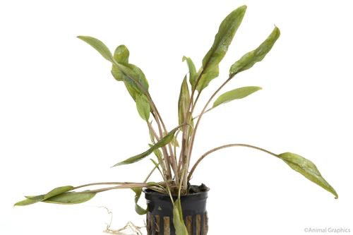 Red Cryptocoryne Wendtii Potted
