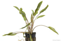 Red Cryptocoryne Wendtii Potted
