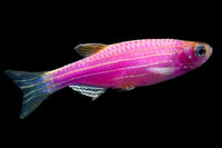 GloFish Danio