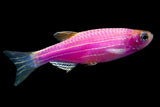 GloFish Danio