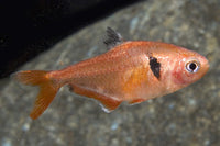 Coral Red Serpae Tetra