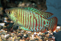 Dwarf Gourami Male