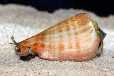 Tiger Sand Conch