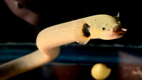 Rope Fish (Special Order)