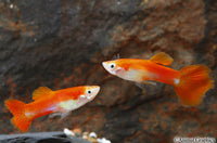 Red Blonde Guppy Male