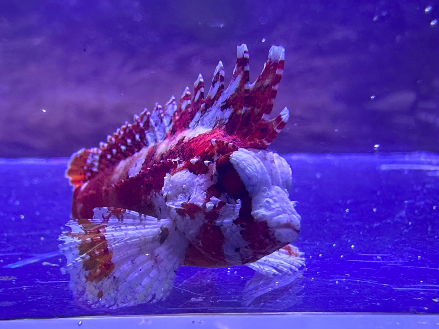 Pygmy Red Rooster Waspfish