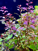 Red Ludwigia "Rubin"  Plant Bunched
