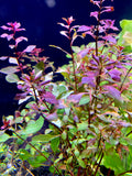 Red Ludwigia "Rubin"  Plant Bunched