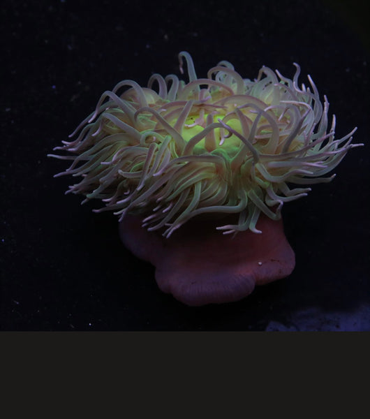 Ultra Long Tentacle Anemone