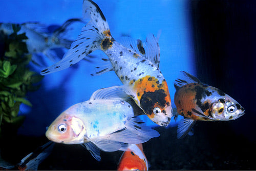 Calico Shubunkin Goldfish 1-2"