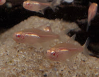 Albino Glowlite Tetra
