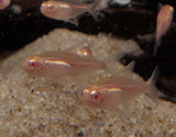 Albino Glowlite Tetra