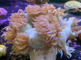 Elegance Coral (Australian)